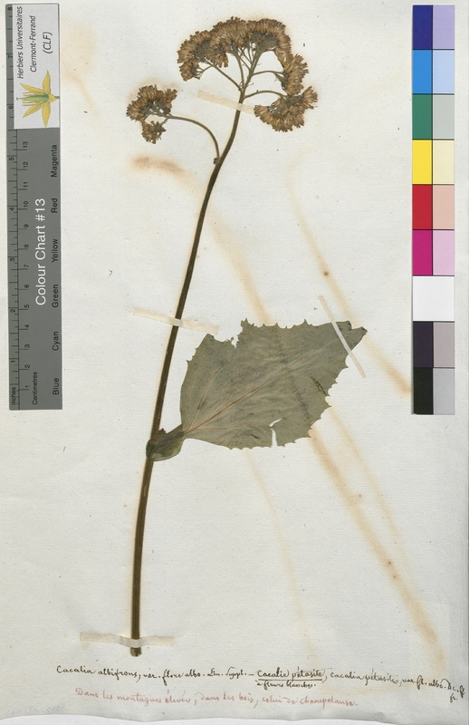 Cacalia albifrons (Asteraceae)