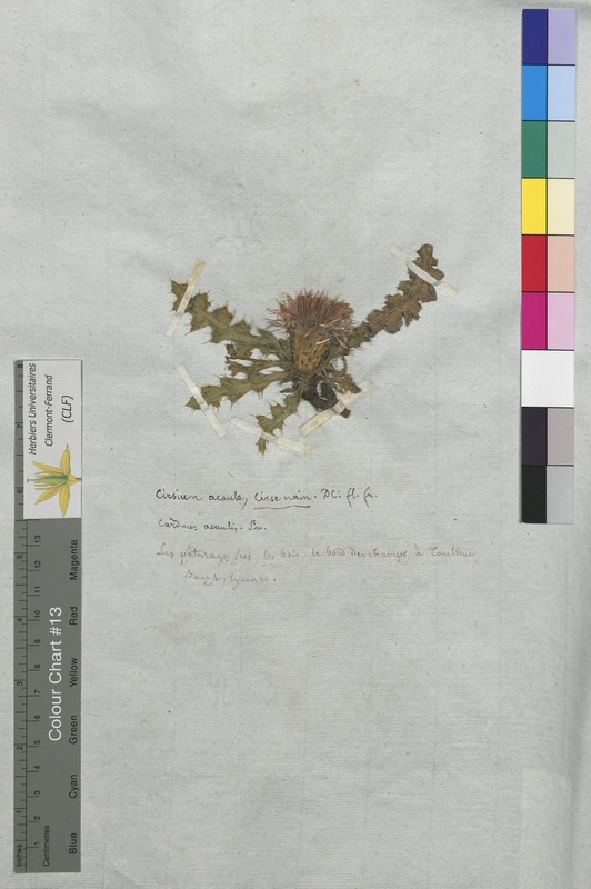 Cirsium acaule (Asteraceae)