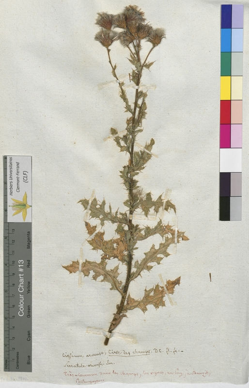 Cirsium arvense (Asteraceae)