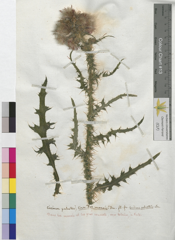 Cirsium palustre (Asteraceae)