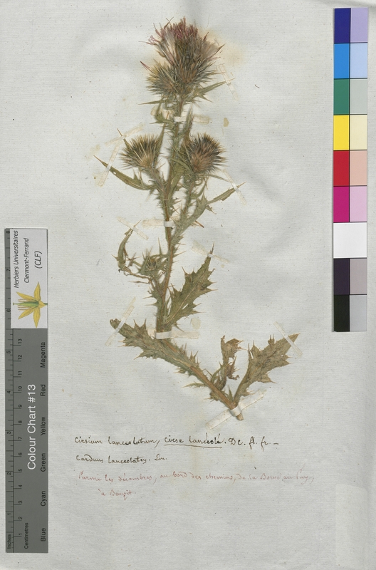 Cirsium lanceolatum (Asteraceae)