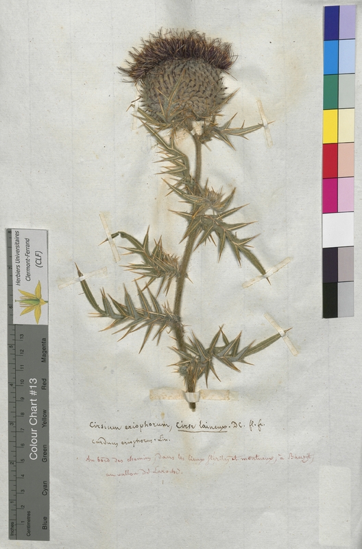 Cirsium eriophorum (Asteraceae)