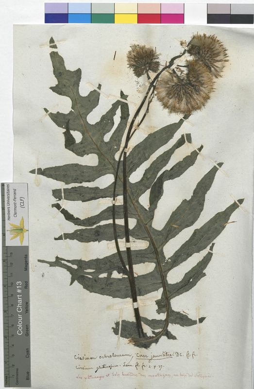 Cirsium ochroleucum (Asteraceae)