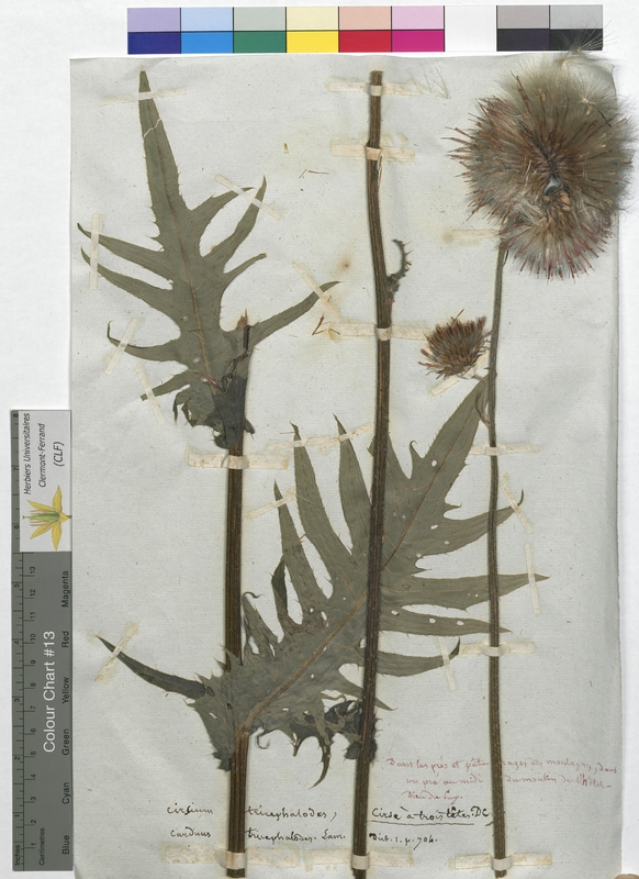 Cirsium tricephalodes (Asteraceae)