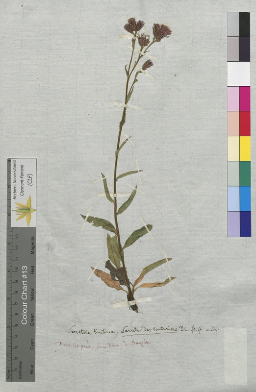 Serratula tinctoria (Asteraceae)