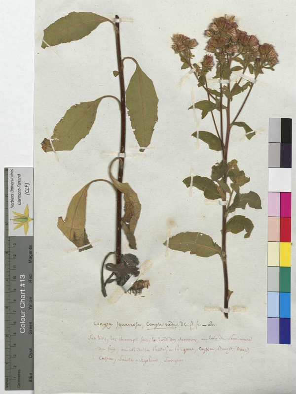 Conyza squarrosa (Asteraceae)