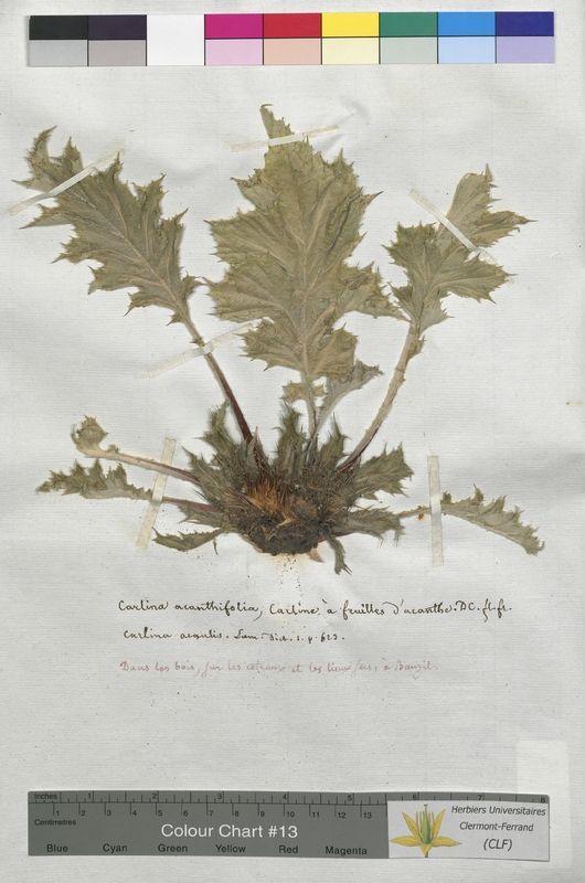 Carlina acanthifolia (Asteraceae)