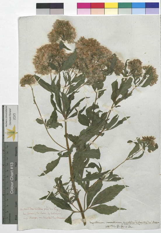 Eupatorium cannabinum (Asteraceae)