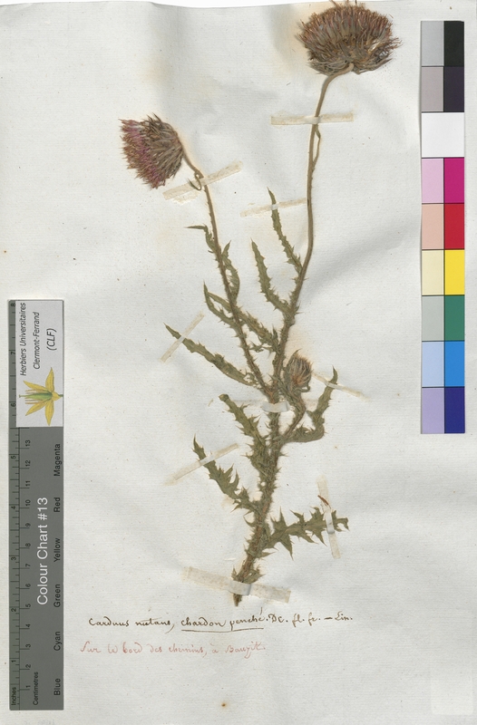 Carduus nutans (Asteraceae)