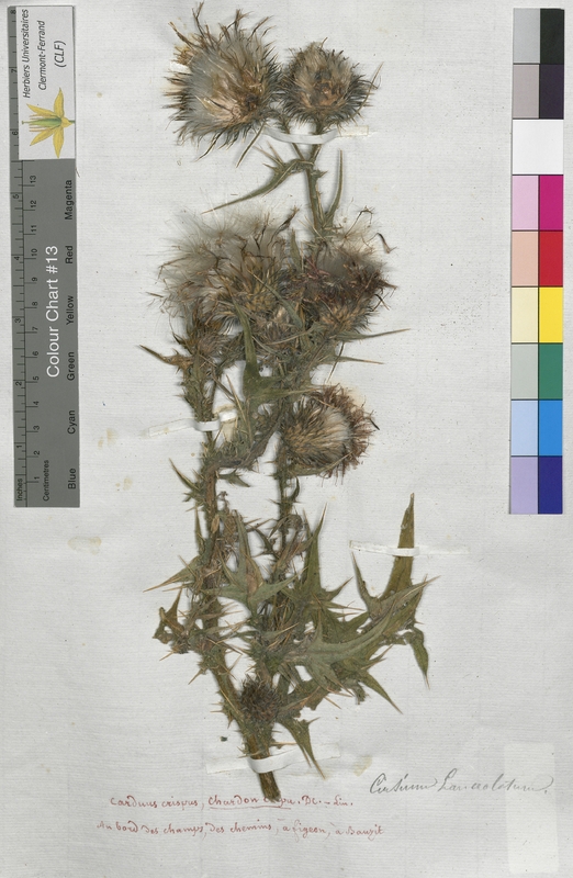 Carduus crispus (Asteraceae)