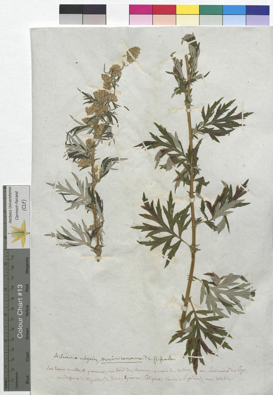 Artemisia vulgaris (Asteraceae)