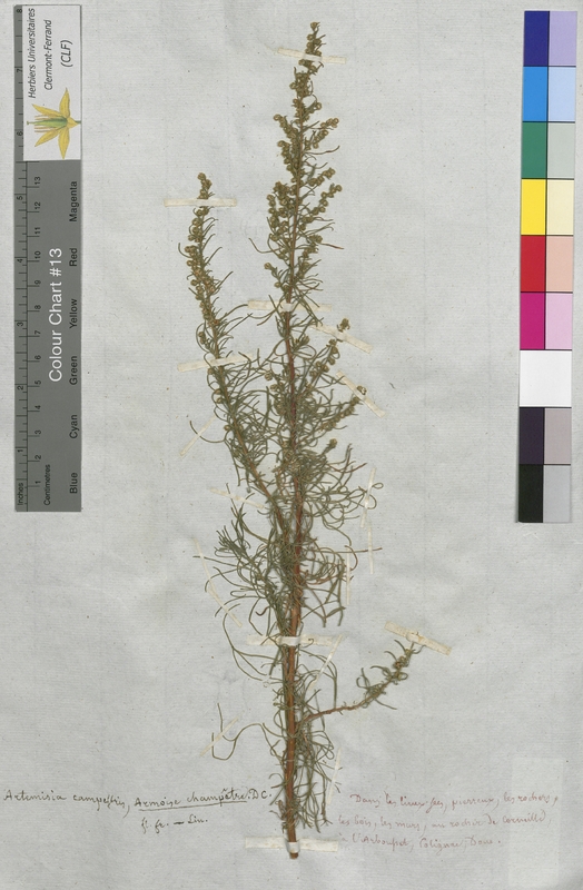 Artemisia campestris (Asteraceae)