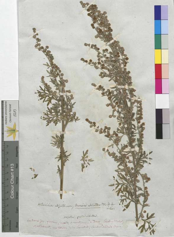 Artemisia absinthium (Asteraceae)