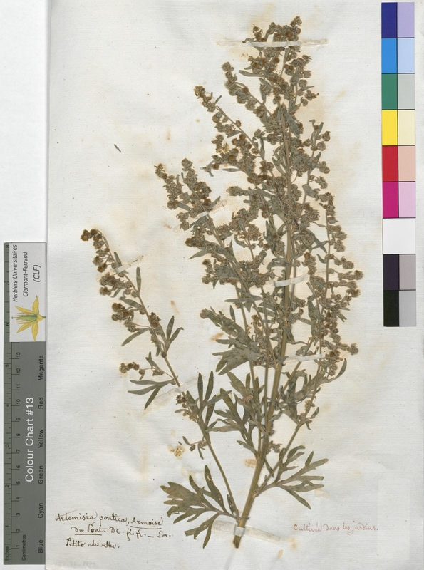 Artemisia pontica (Asteraceae)