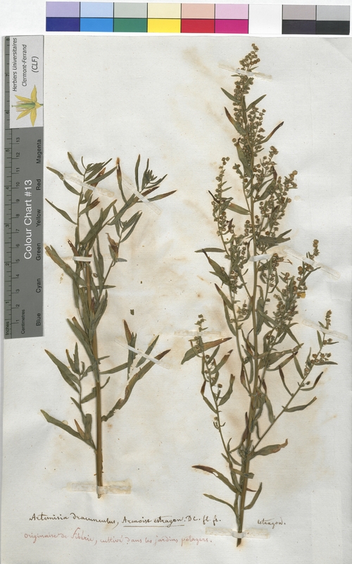 Artemisia dracunculus (Asteraceae)