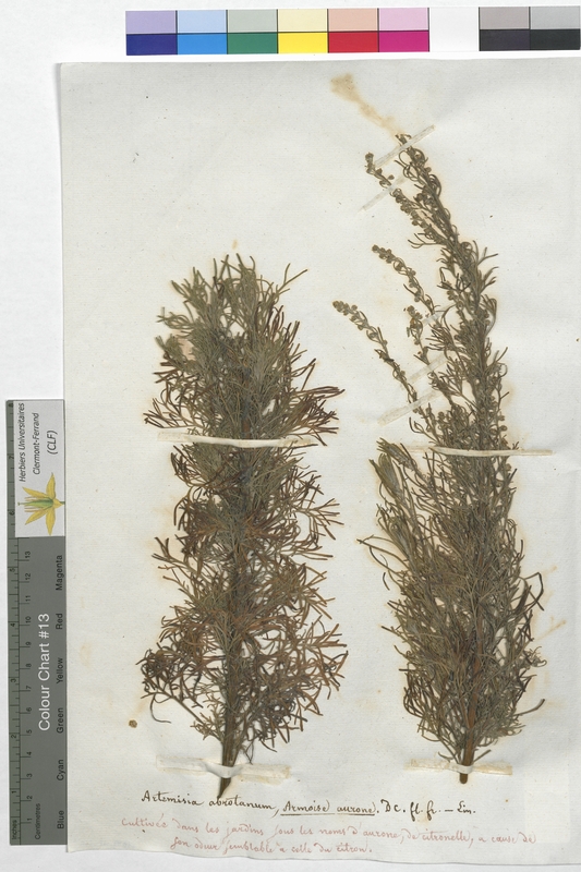 Artemisia abrotanum (Asteraceae)
