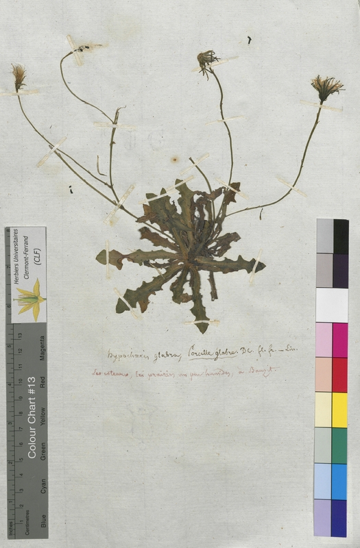 Hypochaeris glabra (Asteraceae)