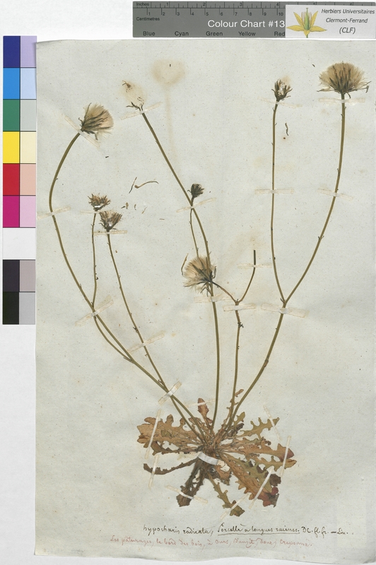 Hypochaeris radicata (Asteraceae)
