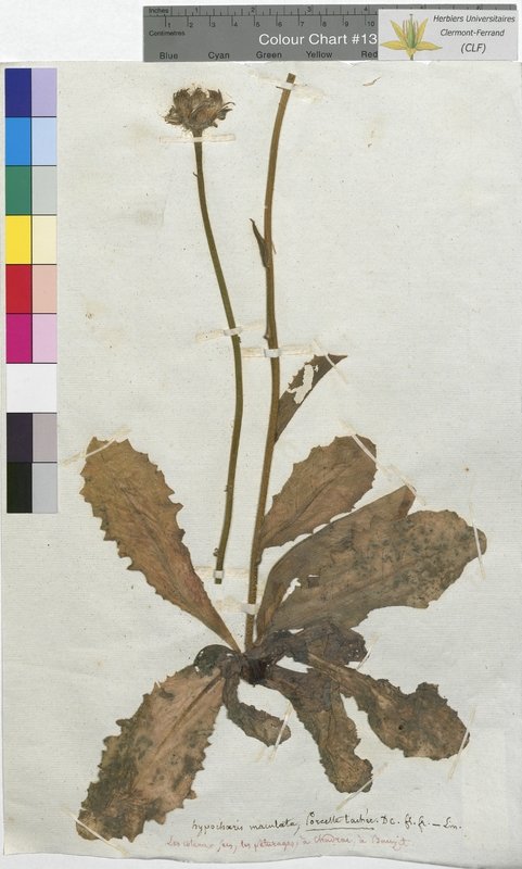 Hypochaeris maculata (Asteraceae)