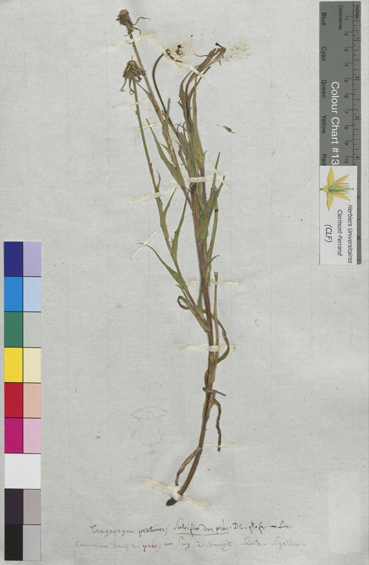 Tragopogon pratensis (Asteraceae)