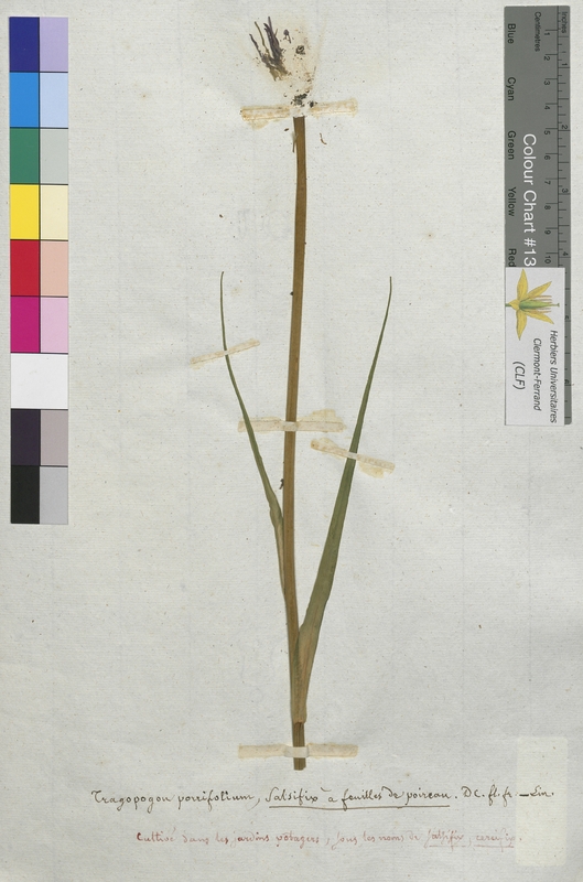 Tragopogon porrifolius (Asteraceae)