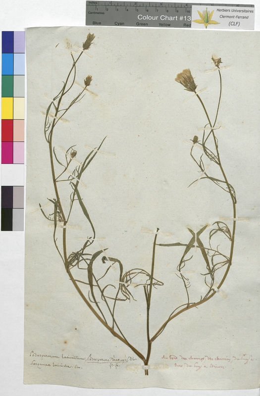 Podospermum laciniatum (Asteraceae)