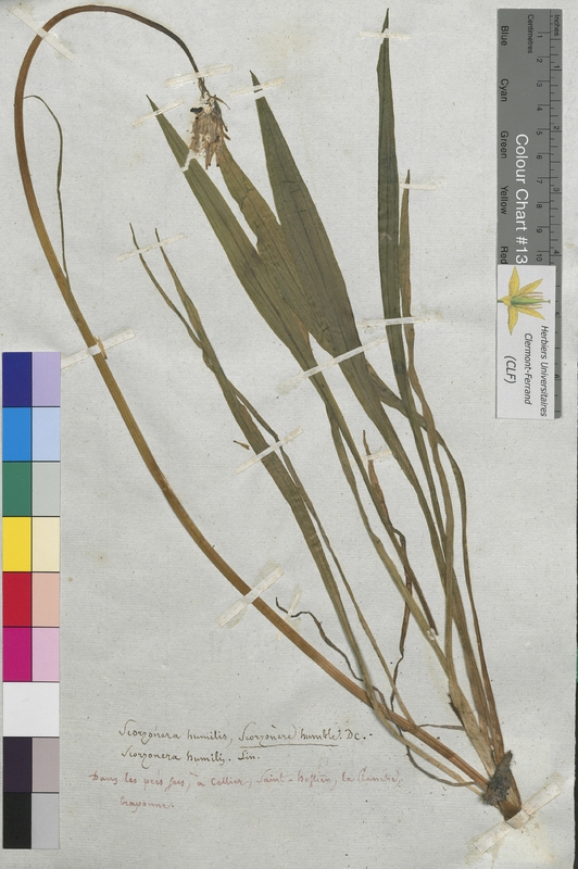 Scorzonera humilis (Asteraceae)