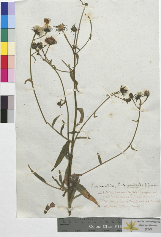 Picris hieracioides (Asteraceae)