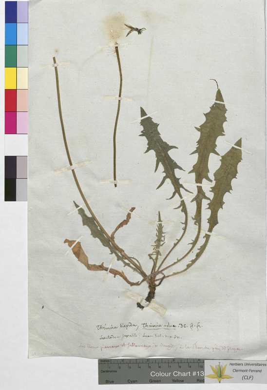 Thrincia hispida (Asteraceae)