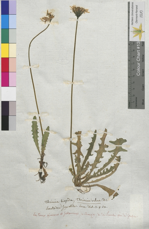 Thrincia hispida (Asteraceae)