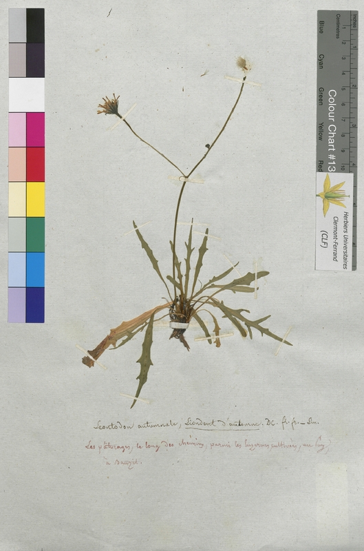 Leontodon autumnalis (Asteraceae)