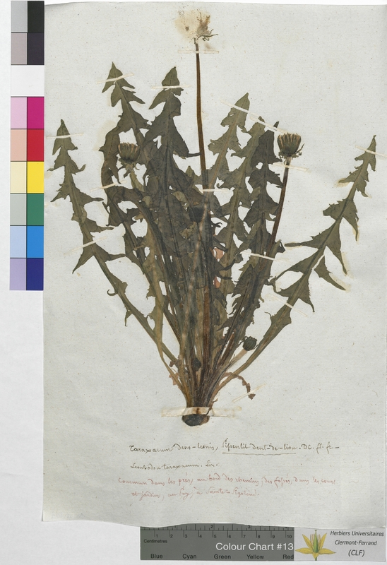Taraxacum dens-leonis (Asteraceae)