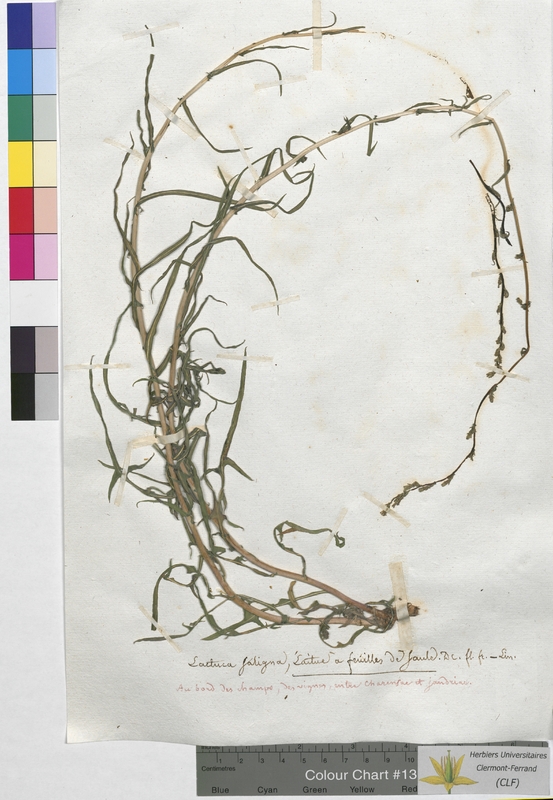Lactuca saligna (Asteraceae)
