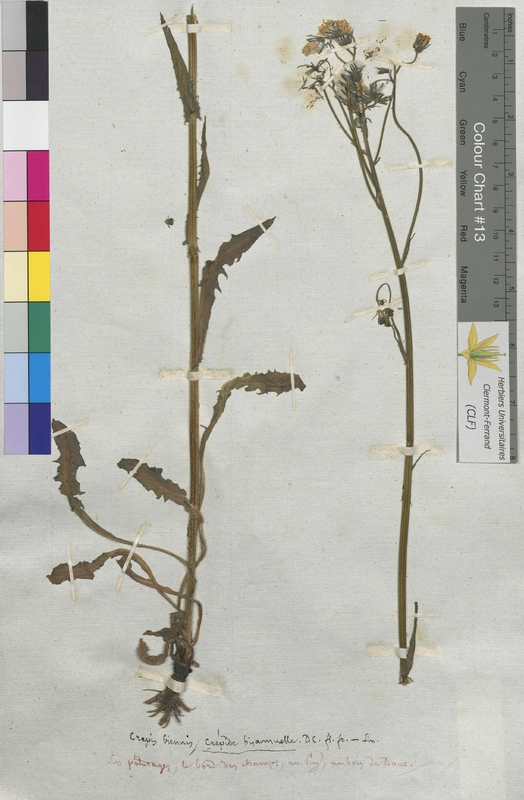 Crepis biennis (Asteraceae)