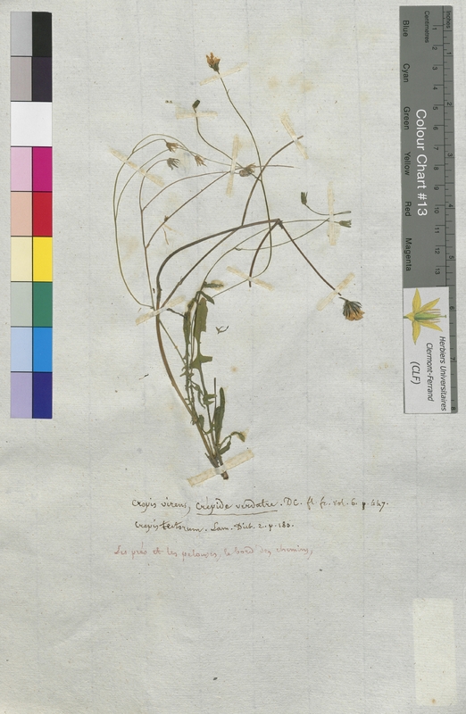 Crepis virens (Asteraceae)