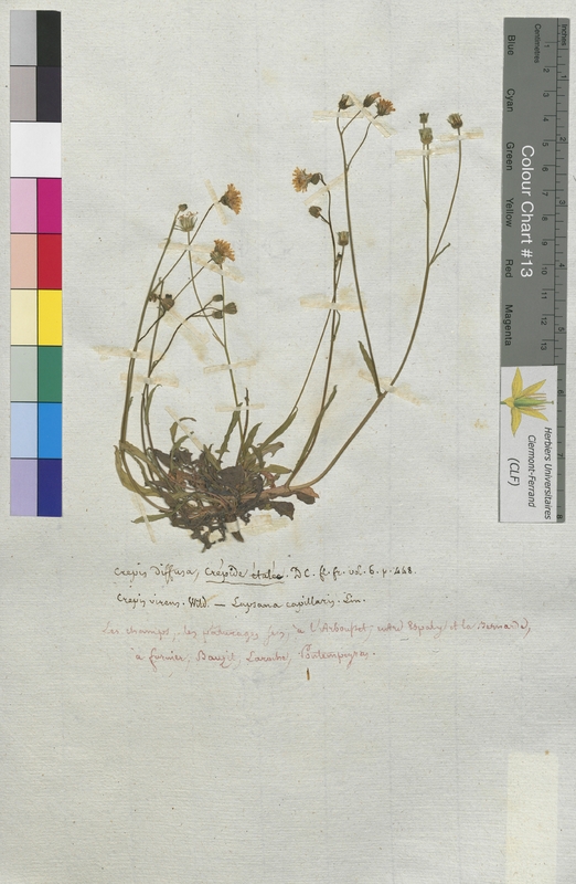 Crepis diffusa (Asteraceae)