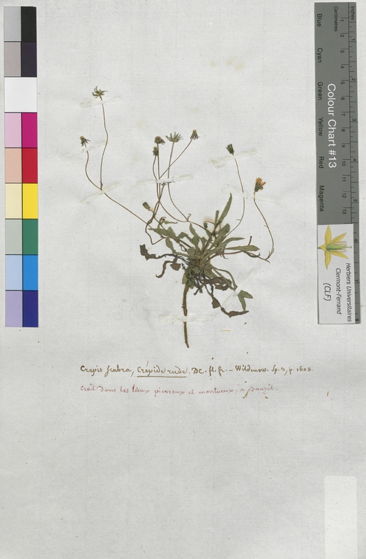 Crepis scabra (Asteraceae)