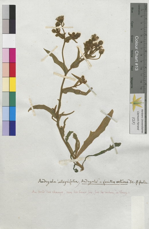 Andryala integrifolia (Asteraceae)