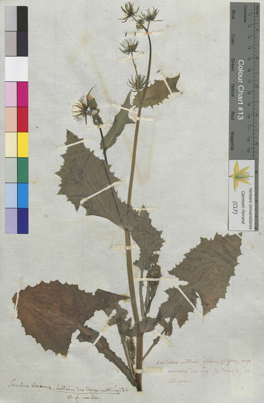 Sonchus oleraceus (Asteraceae)