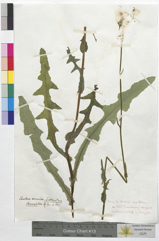 Sonchus arvensis (Asteraceae)