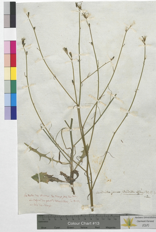 Chondrilla juncea (Asteraceae)