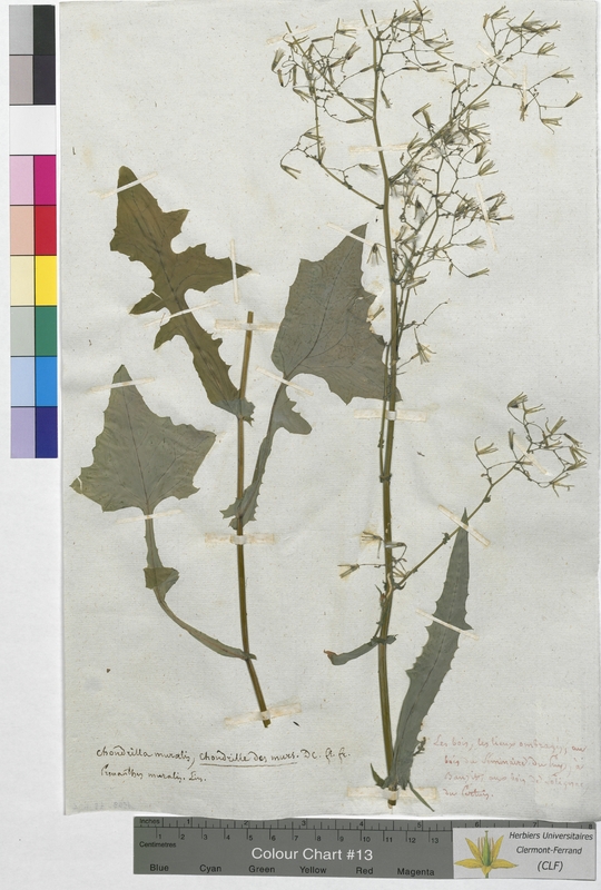 Chondrilla muralis (Asteraceae)