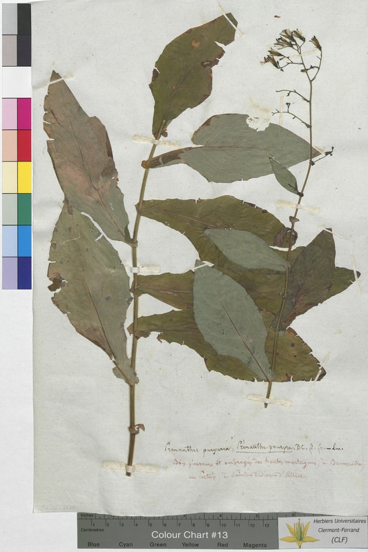 Prenanthes purpurea (Asteraceae)