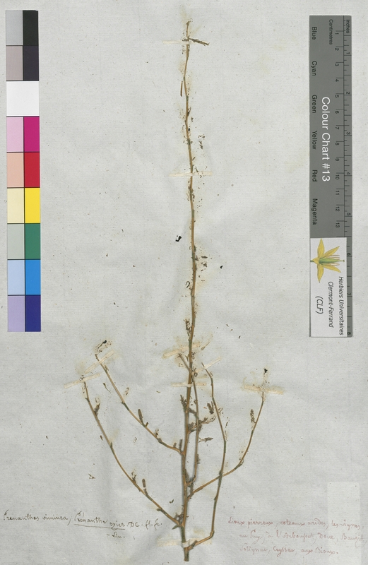 Prenanthes viminea (Asteraceae)