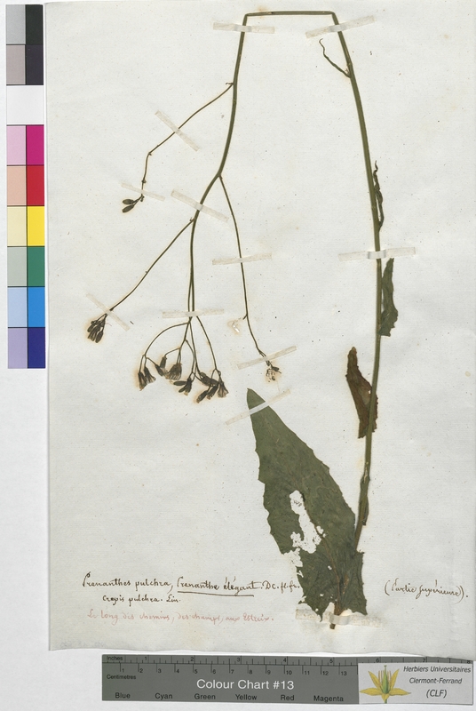 Prenanthes pulchra (Asteraceae)