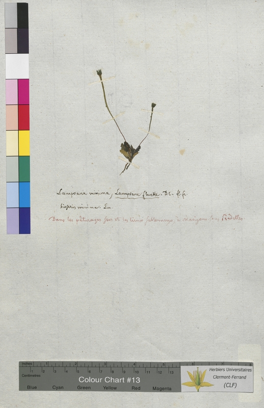 Lampsana minima (Asteraceae)