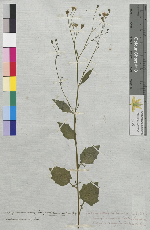 Lampsana communis (Asteraceae)