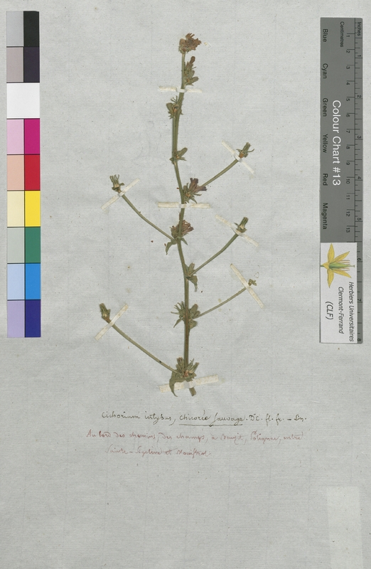 Cichorium intybus (Asteraceae)