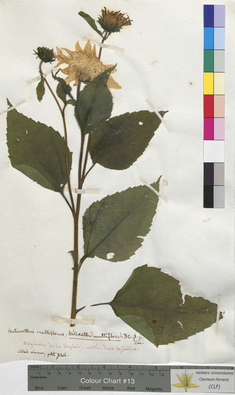 Helianthus multiflorus (Asteraceae)