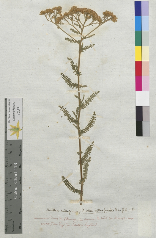 Achillea millefolium (Asteraceae)